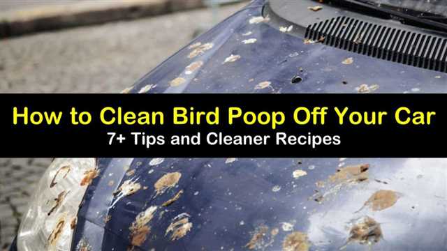 4 Easy Steps to Remove Bird Poop from Your Car