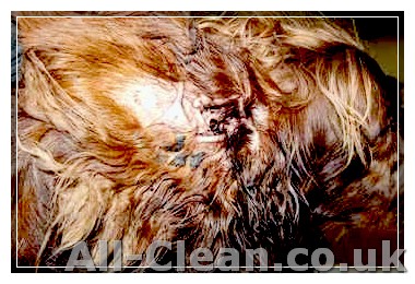 Causes and Treatments for Discharge from a Dog's Ear