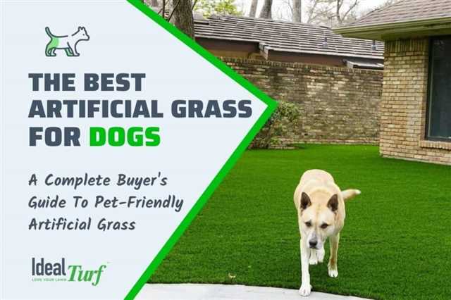 How to Care for Artificial Grass When You Have a Dog: Essential Tips and Guidelines
