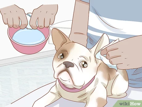 How to clean a french bulldogs ears