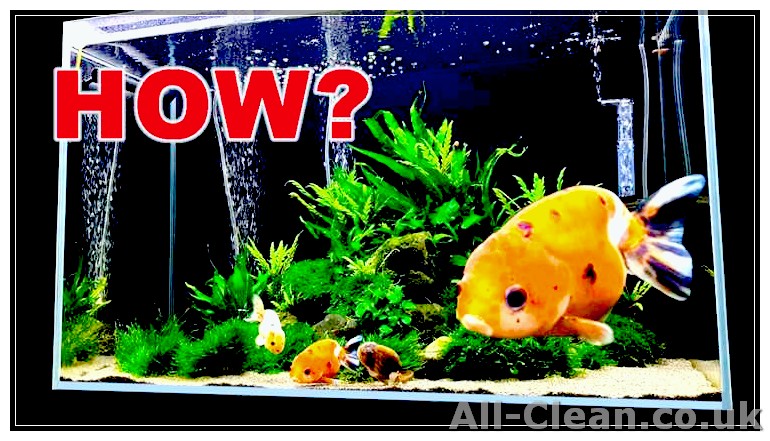 Step-by-Step Guide: How to Clean a Goldfish Aquarium | Expert Tips