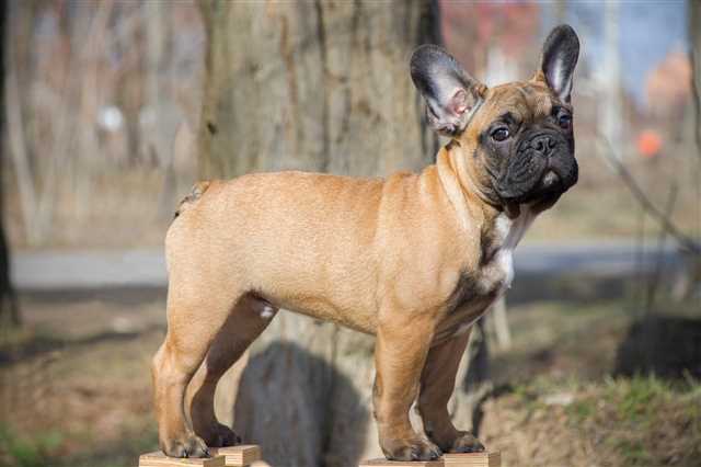 Are French Bulldogs Prone to Ear Infections?