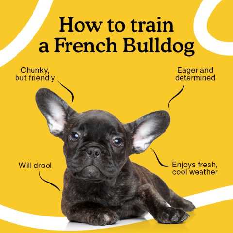 Step 2: Examining and Assessing Your French Bulldog's Ears
