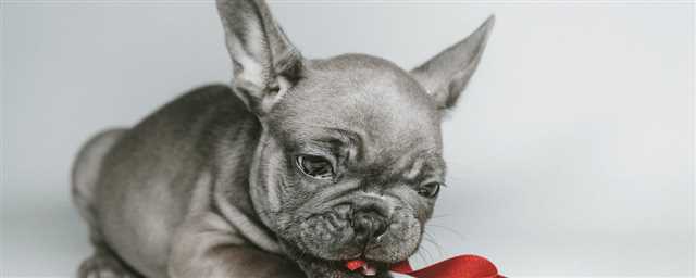 Step-by-Step Guide: How to Clean French Bulldog Ears