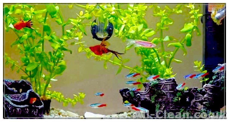 Bring Back the Beauty of Your Fish Tank - Remove Algae from Ornaments